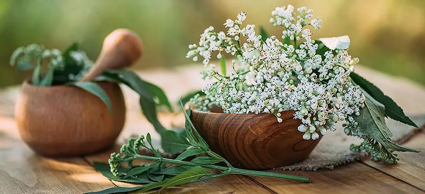 Valerian: Nature's Solution to Restful Sleep and Reduced Anxiety