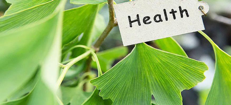Gingko Biloba: A Window into Holistic Health