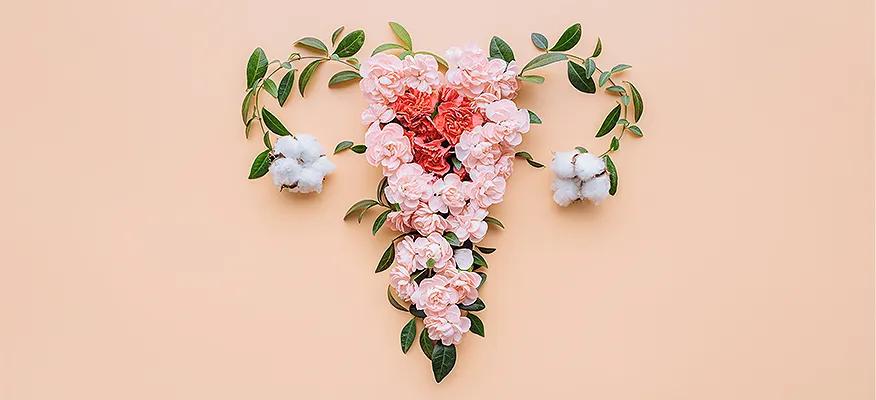 Anatomy of the Female Reproductive System