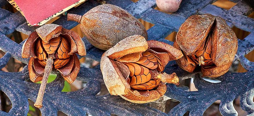 Health Benefits of Sky fruit/Sugar Badam