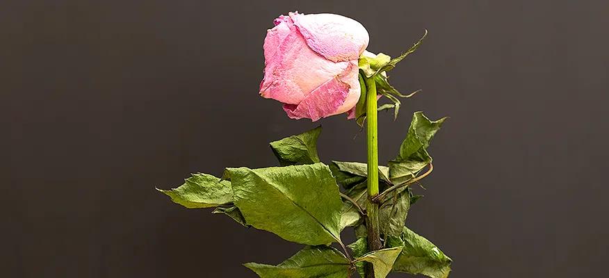 Ease Your Journey Through Menopause with Natural Remedies