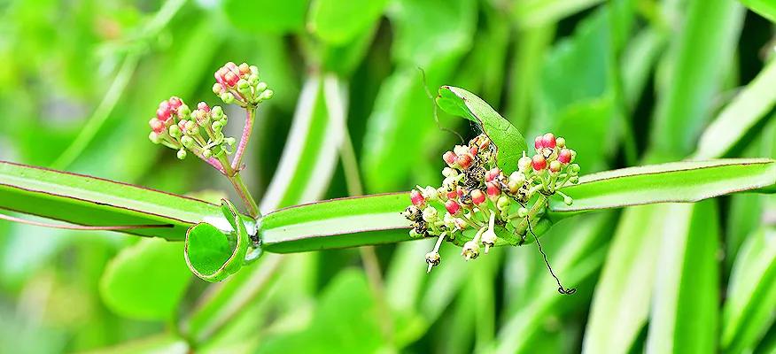 Pirandai benefits for immunity and digestion