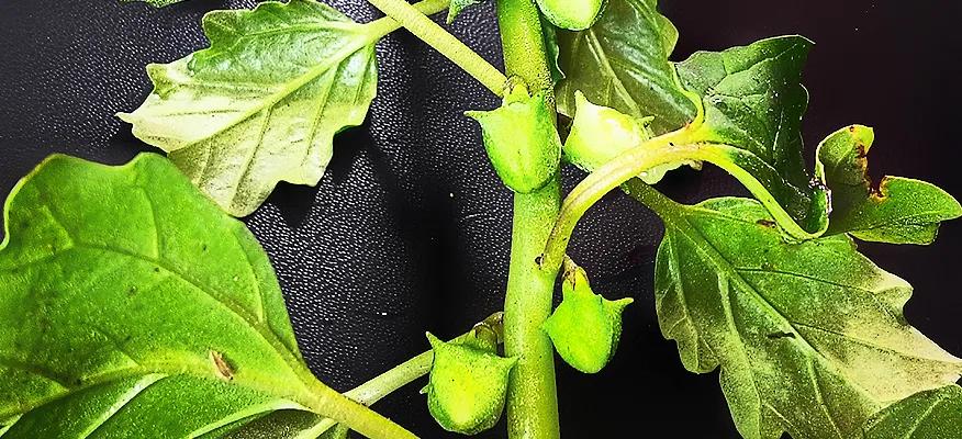 Gokshura benefits for hormonal balance and wellness